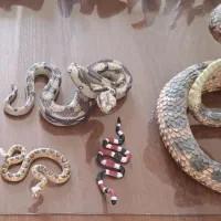 کلکسیون حیوانات|کلکسیون و سرگرمی|اندیشه, اندیشه فاز ۵|دیوار