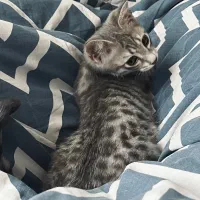 گربه|گربه|نائین, |دیوار