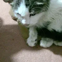 واگذاری بچه گربه