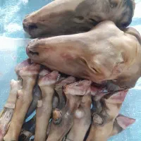 ۳دست کله پاچه گوسفندی درشت