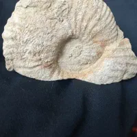 فسیل صدف و حلزون