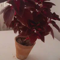 گلهای خانگی|گل و گیاه طبیعی|تبریز, |دیوار