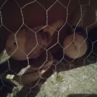 کفتر پرشی|پرنده|نسیم‌شهر, |دیوار