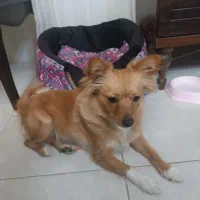 سگ اشپیتز پامر