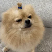 سگ پامرانین