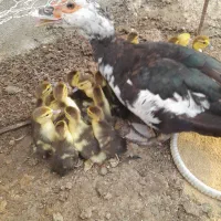 اردک خارجی تعداد ۲۱عدد بدون مادر فروخته میشود