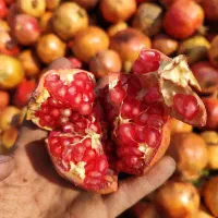 انار درجه یک ساوه