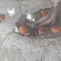 جوجه های محلی