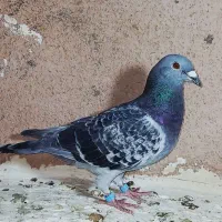 پولک مسافتی|پرنده|بجستان, |دیوار