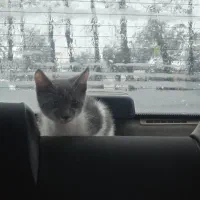 گربه|حیوانات|لاهیجان, کوی استادان|دیوار