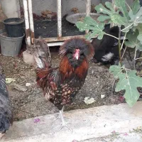 خروس نژادلهستانی|حیوانات مزرعه|شیراز, فضل‌آباد|دیوار