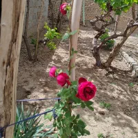 حیاط-دربست-اجاره-ای