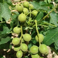 فروش نهال گردو چندلر وانواع نژاد نهال