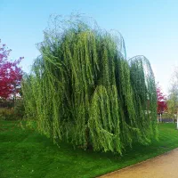 فردس نهال تضمینی|گل و گیاه طبیعی|اصفهان, امامزاده اسماعیل|دیوار