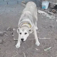 سگ سرابی ماده