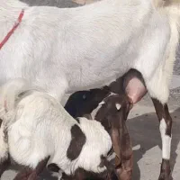 شاه بز زایده پاکستانی با دو بزغاله خیلی شیرا