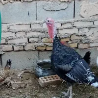 بوقلمون وخروس گلین