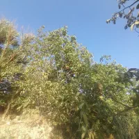 گردو تازه