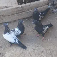 جوجه کبوتر سینه ای و دم سیاه|پرنده|میانه, |دیوار