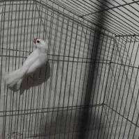 فنچ‌ نرگسی یا مصری  نر سفید|پرنده|صدرا-فارس, فاز ۲|دیوار