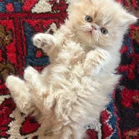 گربه پرشییَن سوپر فلَت