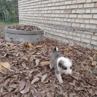 توله ی نر نژاد دار|سگ|گنبد کاووس, |دیوار