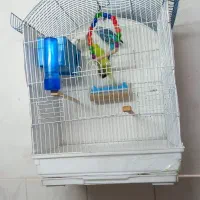 مرغ عشق با قفس