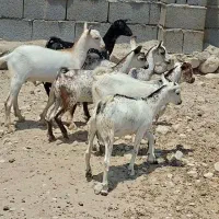 جنسای