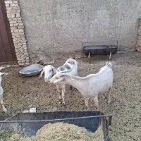 دو عدد گیسه چاق
