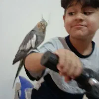 عروس هلندی|پرنده|صدرا-فارس, فاز ۱|دیوار