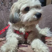 سگ نژاد خالص شیتزو بی نهایت آروم