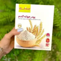 جوانه گندم