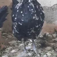 تخم مرغ نطفه دار گلین|حیوانات مزرعه|اصفهان, قهجاورستان|دیوار