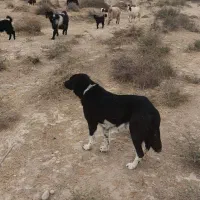 سگ. نرو لاس|سگ|امیدیه, |دیوار