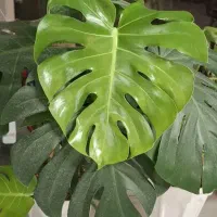 خدمات تخصصی گل و گیاه