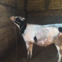 گوساله نر|حیوانات مزرعه|کوهدشت, |دیوار