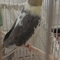 عروس هلندی نر کینگ سایز  دستی چند کلمه حرف میزنه