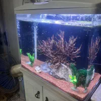 اکواریوم شیشه خم ماهیران همراه بامیز|ماهی|اصفهان, عطار نیشابوری|دیوار