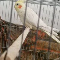 عروس هلندی ماده تخم گذار|پرنده|قم, شهرک مهدیه (مدرس)|دیوار