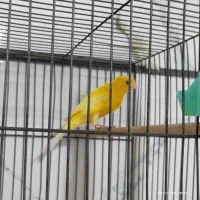 برزیلی اوپال و قناری