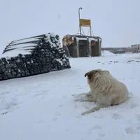پایه بتنی داربست انگور فنس پایه باغی ستون سیمانی|عمده‌فروشی|تهران, جی|دیوار