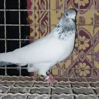 کبوتر پرشی|پرنده|بندر ترکمن, |دیوار