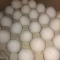 پخش تخم مرغ