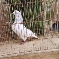 کبوتر|پرنده|لشت نشا, |دیوار