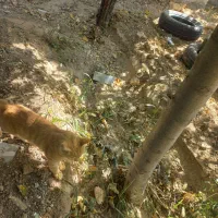 فروش باغ در کمیجان