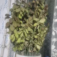 گلدان طبیعی