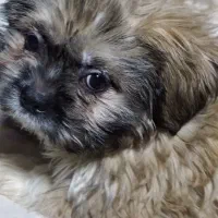 واگذاری غیر رایگان