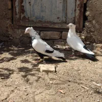 کبوتر دمبی|پرنده|الوند, |دیوار