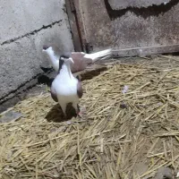 کبوتر ساده سرخ