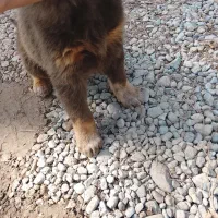 توله جرمن نر 4تومن